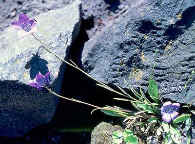 Campanula albovii