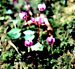 Cyclamen abchasicum