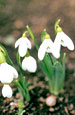 Galanthus alpinus