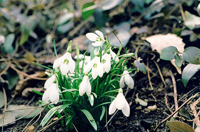 Galanthus caucasicus