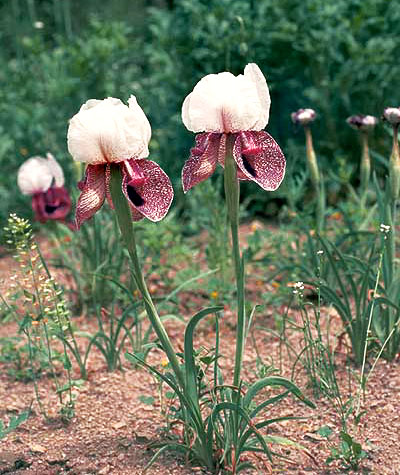 rare iris