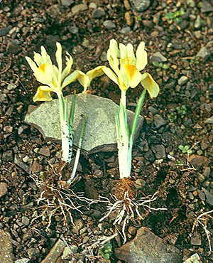 Iris winogradowii