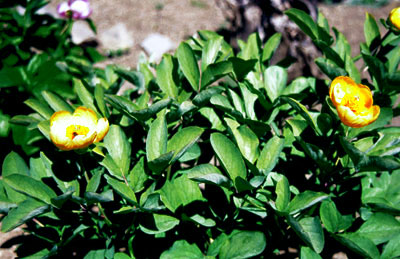 Paeonia mlokosewitschii