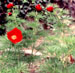 Paeonia cartalinica