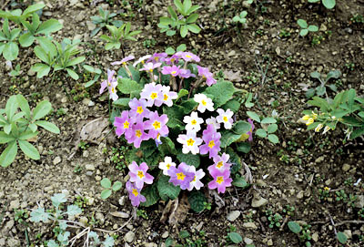 Primula woronowii