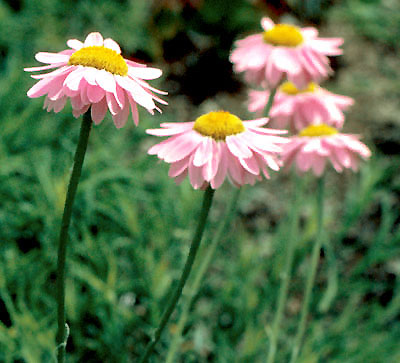 Pyrethrum carneum