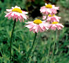 Pyrethrum carneum