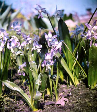 Scilla rosenii