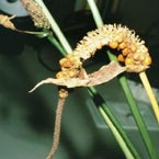 Infructescence of Anthurium lancetillense.