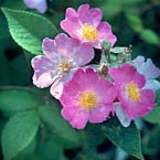 Rosa setigera flowers from Daniel Boone Memorial Forest, 1974