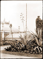 Image of Agave group, looking east from display greenhouse. Main greenhouse is on left.