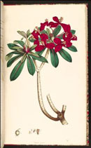 Illustration of Euphorbia punicea