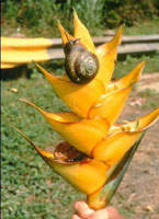 Heliconia inflorescence