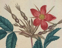 Illustration of Rosa gallica