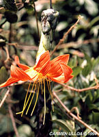Mutisia magnifica, a spectacular 'daisy' from the Andes of Southern Ecuador described by Ulloa and Jrgensen.