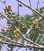 Cultivated jocotes in Guatemala