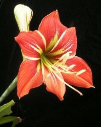 Hippeastrum caupolicanense (Amaryllidaceae).