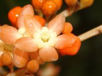 Clavija tarapotana (Theophrastaceae).