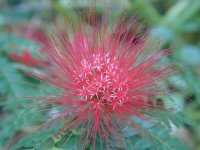 Calliandra chulumania (Fabaceae).