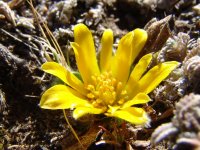 Oreithales integrifolia (Ranunculaceae).