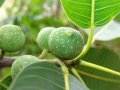 Ficus insipida (Moraceae).