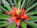 Guzmania lingulata (Bromeliaceae).