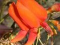 Erythrina poeppigiana (Fabaceae).