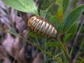 Oruga de las pampas montanas de Apolo.