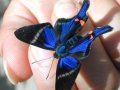 Mariposa fotografiada en bosque amazónico.