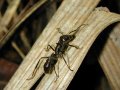 Hormiga tucandera, dos picaduras de este insecto ocasionan fiebre y dolor intenso por varios das.