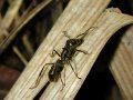Hormiga tucandera, dos picaduras de este insecto ocasionan fiebre y dolor intenso por varios días.
