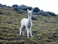 Una cría de llama pasteando en el Área Protegida de Ulla Ulla.