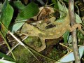 Reptil fotografiado en el bosque montano del área protegida de Apolobamba.
