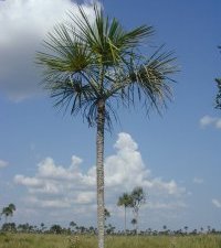 Mauritiella aculeata (Arecaceae).