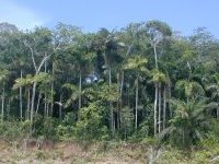 Bosque húmedo de tierras bajas.