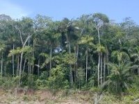 Bosque hmedo de tierras bajas.