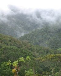 Bosque montano nublado en el sector conocido como Chiriuno.