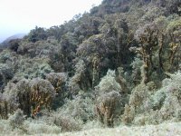 Bosque de ceja de monte.