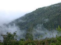 Bosque montano en los alrededores del ro Chiriuno, sobre la senda Apolo-San Jos de Uchupiamonas.