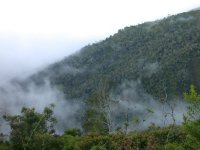 Bosque montano en los alrededores del río Chiriuno, sobre la senda Apolo-San José de Uchupiamonas.