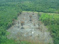 Deforestacin en las cercanas de Rurrenabaque.