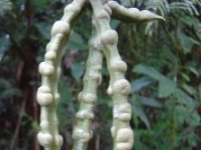 Informe expedicin Keara - Pata