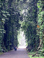 Bogor Botanic Garden