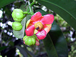G. atroviridis