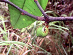 G. cantleyana var. grandifolia