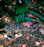 G. griffithii