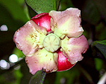 G. mangostana