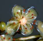 G. megaphylla