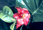 G. prainiana