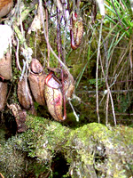 Nepenthes